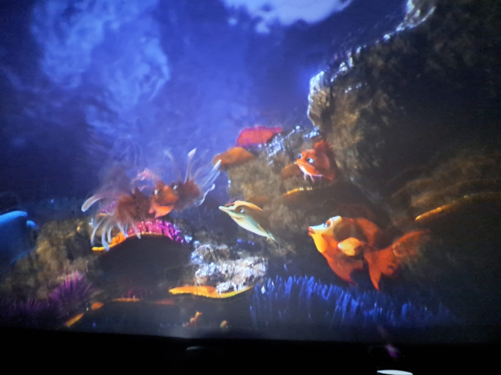 Zdjęcie przedstawia podwodny świat Oceanu podczas filmu.